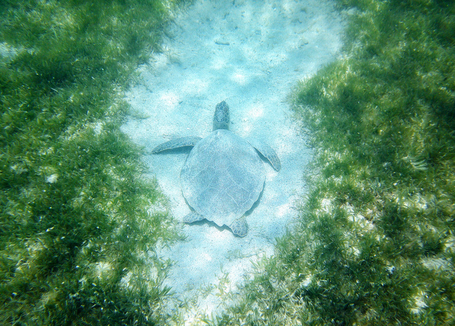 Sea turtle U.S. Virgin Islands